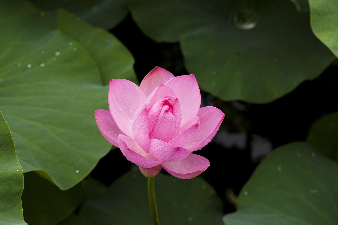 Vip Lotus365 Review India Review 2027: Bonus, App, Withdrawal Tested